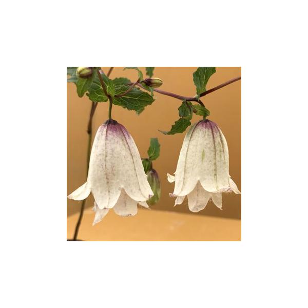 ホタルブクロは「蛍袋」「火垂る袋（ほたるぶくろ）」「穂垂る袋（ほたるぶくろ）」などと表記され、昔この花に子どもがホタルをつかまえては入れて遊んだとか、提灯に似ている（提灯は火垂袋と呼ばれた）とか花の由来はさまざまあります。それだけ日本人に昔...