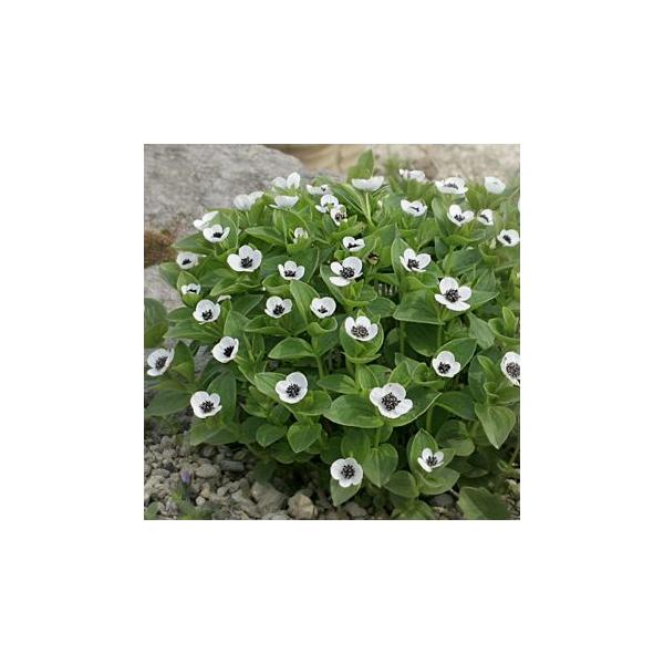 エゾゴゼンタチバナ
