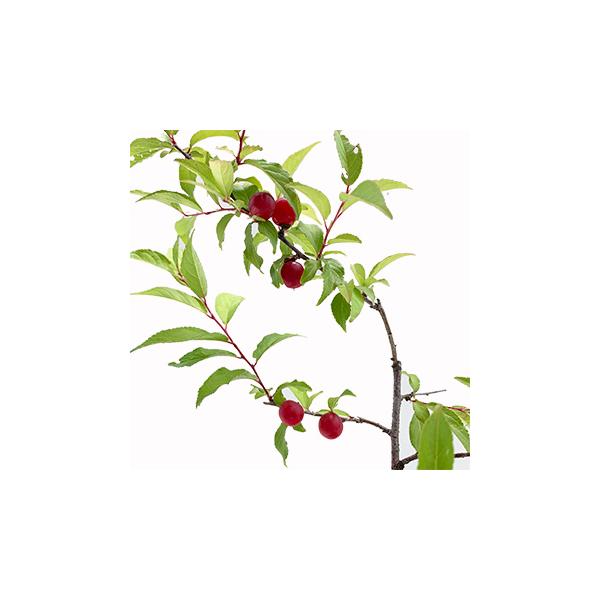 「ニワウメ」は中国北部に分布する落葉小低木。春先に淡い桃色の梅によく似た花を咲かせます。花後は小林檎の様な可愛らしい実をゴロゴロと付けて楽しませてくれます。小品盆栽や庭木としても活躍する樹木です。