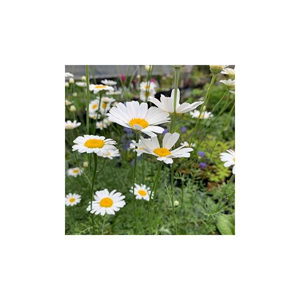 ジョチュウギク「除虫菊」3寸苗