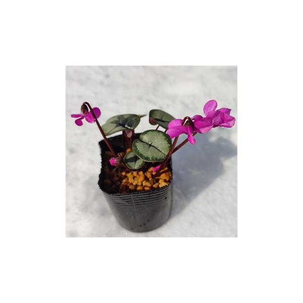 「シクラメン・コウム」はシクラメンの原種で、トルコ、イスラエル、シリア、レバノンに分布します。草丈5cm程度と小さいですが、小さな花をたくさん咲かせ可愛らしい品種です。クリスマスローズなどと一緒に冬のガーデニングに欠かせない植物です。こちら...