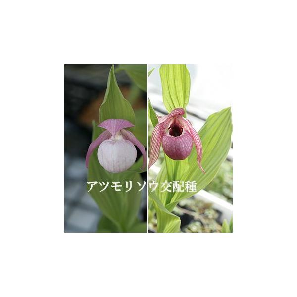 アツモリソウ交配種花1芽株 : 岩崎園芸ネットストア Yahoo店 - 通販