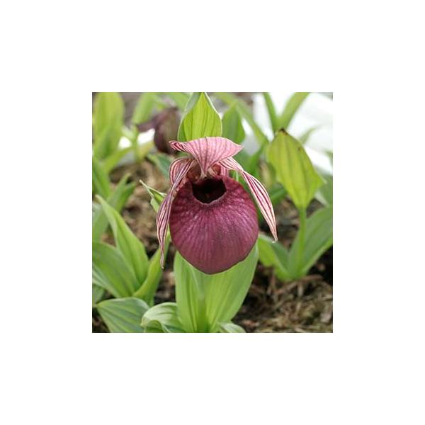 アツモリソウ交配 「ヘンリック」花1芽葉1芽株 : 岩崎園芸ネットストア