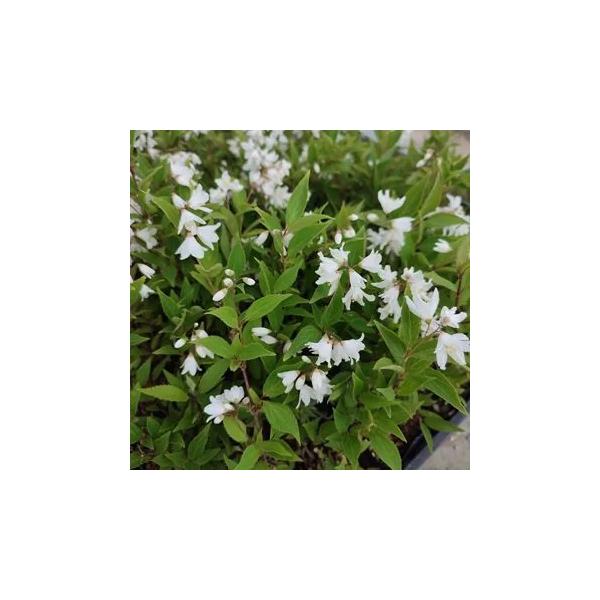 関東より西に広く分布している低木です。梅雨頃に純白の花を咲かせ古くから親しまれてきた植物です。学名 Deutzia gracilis分類 ユキノシタ科ウツギ属開花期　5〜7月高さ お届け時：20cm程度　　成長時：60cm程度耐寒性　強い備...