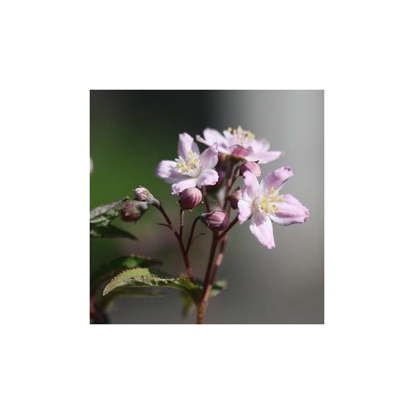 ピンク色の可愛らしい花を咲かせる低木です。コンパクトなので鉢植えや寄せ植えにおすすめです。