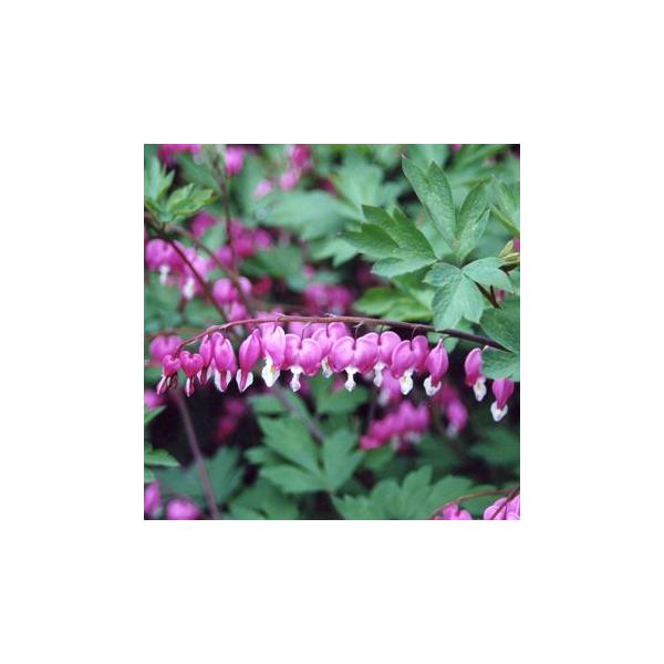 「鯛釣草（たいつりそう）」の名前は、花の咲き方が釣竿にぶら下がった鯛のように見えることからつけられた名で、一列に並んだ魚の形がユーモラスな花です。別名の「華鬘草（けまんそう）」は仏殿の装飾「華鬘」に形が似ることから。