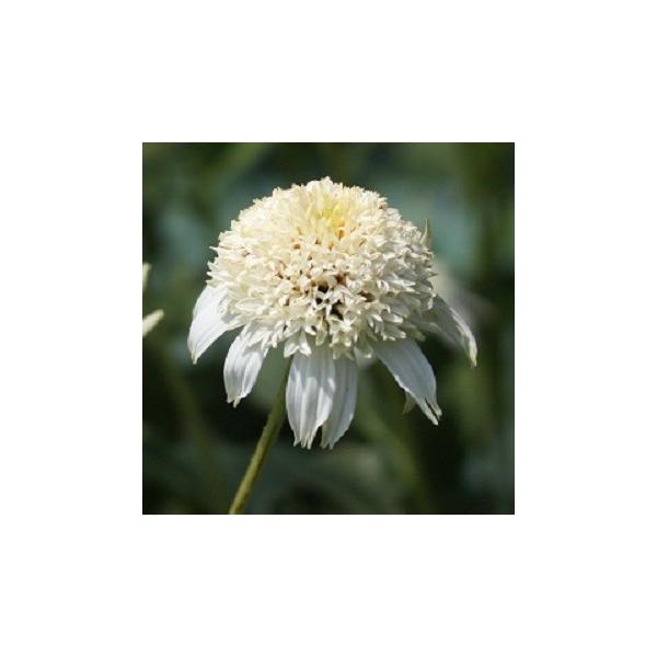 苗 エキナセアの人気商品 通販 価格比較 価格 Com