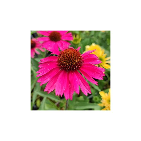 エキナセアは、和名を「ムラサキバレンギク」とも言い、力強くカラフルな色彩が楽しめる夏の代表的な宿根草です。切花として楽しめる他、花の中央（筒状花）が盛り上がるユニークな姿を活かして、花が散っても筒状花分をドライフラワーとして利用できます。セ...