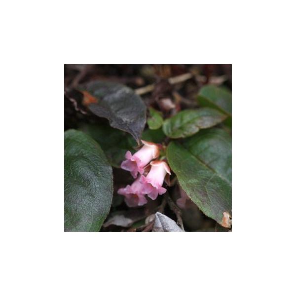 「岩梨（イワナシ）」は、北海道南西部〜日本海側の山地に自生する常緑小低木で、名前の通り、小さな果実が梨のような味と食感であることからその名があります。葉は革質で褐色の荒い毛が生えています。学名：Epigaea asiatica分類：ツツジ科...