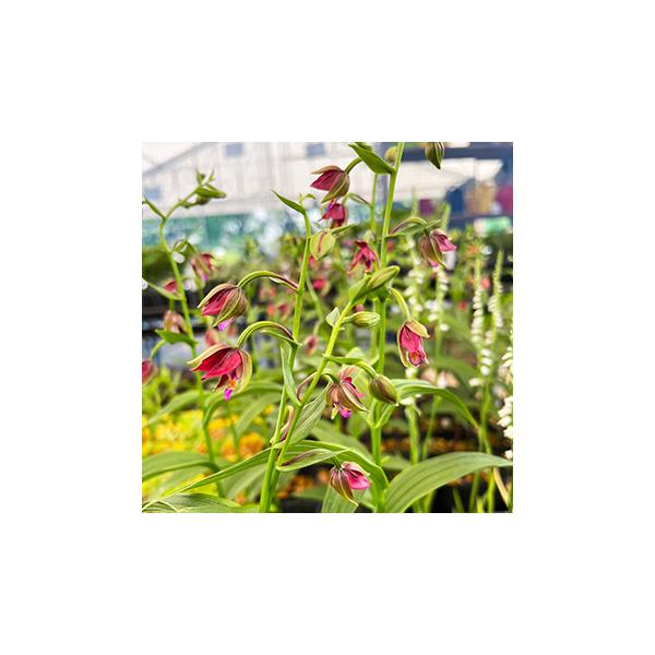 山野草◇赤花カキラン 加賀の緋◇花1 山野草赤花カキラン加賀 山野草　赤花　カキラン　加賀の緋　花芽有り　１芽　１ｐ