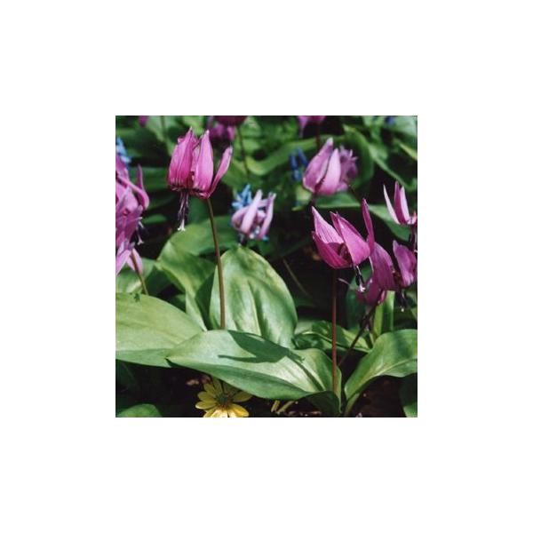 カタクリは、春を代表する山野草のひとつで、日本の山野に群生する姿がよく見られます。昔はこの花のりん茎からでんぷんを採り使用していました（片栗粉）。春先に花を咲かせ、夏場は地上部を枯らし休眠するので、春先の肥培を行いましょう。■商品の詳細学名...