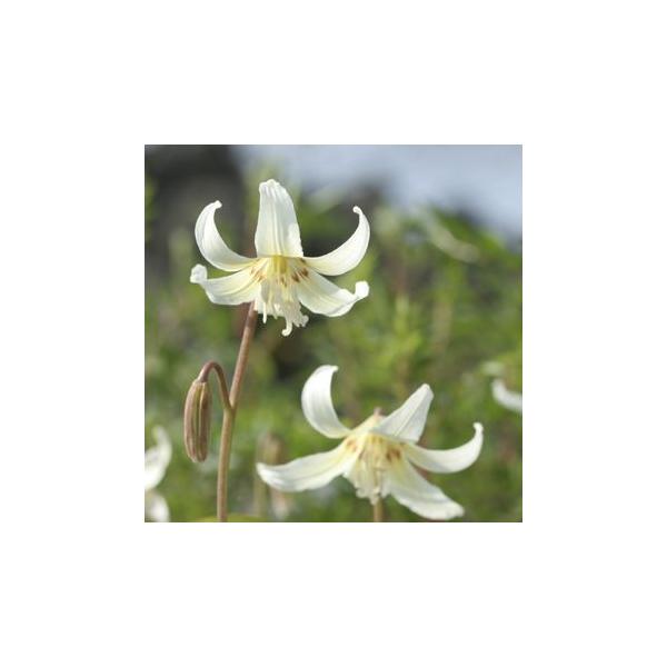 エリスロニウム・ホワイトビューティ。北米産の白花カタクリで、花色はクリームがかった白花です。日本のカタクリよりも大型で、増殖しやすく、花つきも良い、育てやすい品種です。