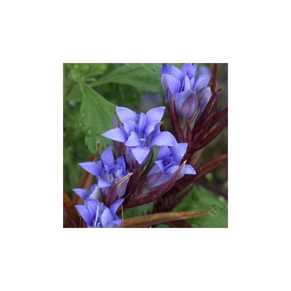 八重咲きササリンドウ : 岩崎園芸ネットストア Yahoo店 - 通販 - Yahoo