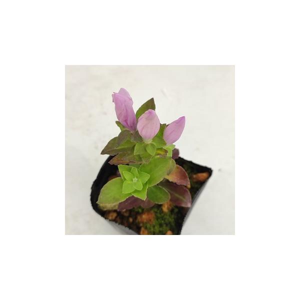 桃花朝熊リンドウ