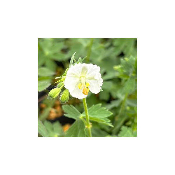 黒花フウロソウの白花タイプです。背が高くボリュームの出るタイプなのでボーダーに最適です。花期が長く、春から夏まで楽しめる品種です。ヨーロッパ南部、中央部、西部の林や亜高山の草原に生えます。学名 Geranium phaeum ’Albamu...