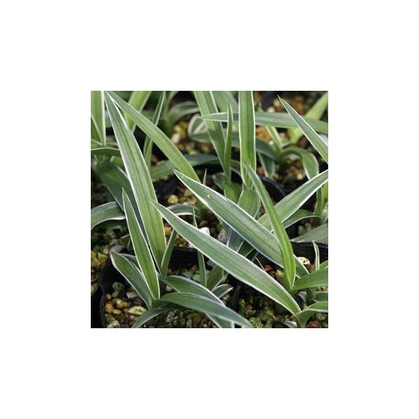 花の形が空を飛んでいる白鷺に似ていることから「鷺草（さぎそう）」の名があります。美しく、一度は育ててみたい花でしょう。明るい場所で、十分な水をやり育てます。こちらは葉に白覆輪が入るタイプで、花のない時期も楽しめます。