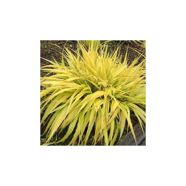 フウチソウは風に揺れる葉姿が涼やかな山野草です。株は増えるとこんもりとドーム状になり、和風・洋風どちらの庭にも良く合い、草もの盆栽や、寄せ植えなどにしても風情があります。学名の「Hakonechloa」は「箱根の」という意味で、箱根付近に良...