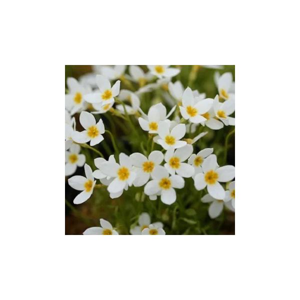 「雛草（ひなそう）」は、6cm程の小さな草丈の多年草です。春に白い十字型の花を咲かせます。一つ一つの花は小さいですが、よく見ると繊細で可愛らしい形をしており、一斉に花を咲かせると見ごたえもあります。主張しすぎないので、組み合わせを選ばず寄せ...