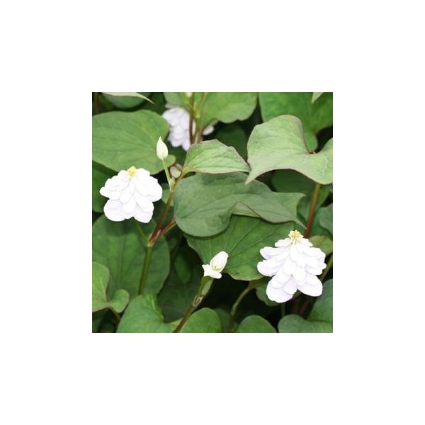 苗 ドクダミの人気商品 通販 価格比較 価格 Com