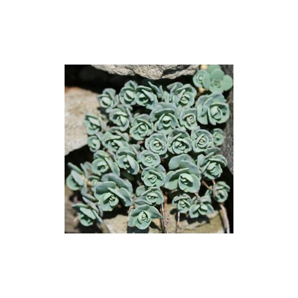 多肉質の葉が対生して生えます。葉の縁がほんのり赤味を帯びます。夏ごろにピンクの星型の花をたくさん咲かせます。秋にピンクに紅葉します。北海道固有種（日高〜釧路地方）※3枚目の画像は休眠期〜芽だしごろの苗の参考画像です。冬は地上部なしで、春にか...