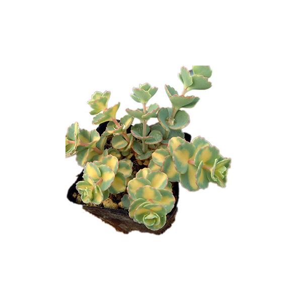 香川県、小豆島に分布。葉は三枚が輪生して春先から夏場に掛けてツルの様に伸び、夏場にかけて先端に小輪の細かい花を密集させて咲かせます。草盆栽や下草に最適なミセバヤの斑入りタイプです。丈夫で育てやすいのも魅力の山野草です。斑の入り方には個体差が...