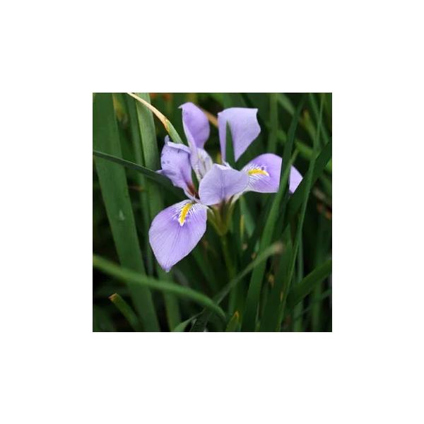 カンザキアヤメ（カンアヤメ）は、晩秋から冬にかけて花を咲かせるアヤメの仲間です。通常のアヤメは春に咲きますが、こちらは冬咲きのため、花の少なくなったお庭を彩るのにおすすめです。地中海沿岸〜西アジア原産。学名 Iris unguiculari...