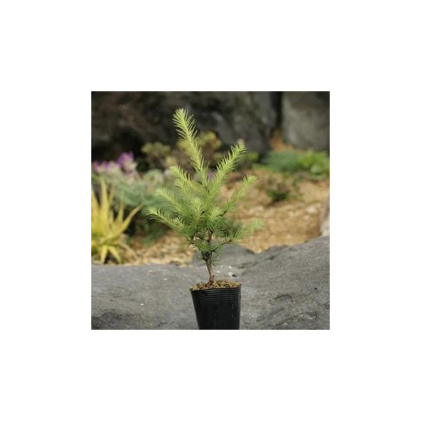 「落葉松、唐松（からまつ）」は、日本固有のマツの仲間です。マツの仲間には珍しく、秋にはオレンジ色に紅葉し、冬には落葉するという特徴から「落葉松」の名があります。春になると枝から一斉に芽吹く新芽の姿も独特で盆栽としても好まれます。学名 Lar...