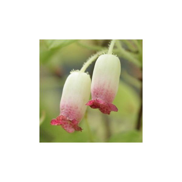 クチベニヨウラクツツジ<br/>2.5寸ポット苗 : 岩崎園芸ネットストア