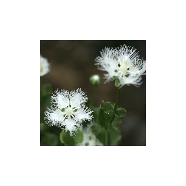 「白髭草（しらひげそう）」は花弁の端が糸状に切れ込み、髭のように見えることからこの名があります。本州（関東以西）・四国・九州に自生します。夏の寄せ植えなどに最適です。