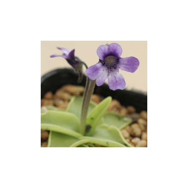 ムシトリスミレ Pinguicula001 岩崎園芸ネットストア Yahoo店 通販 Yahoo ショッピング