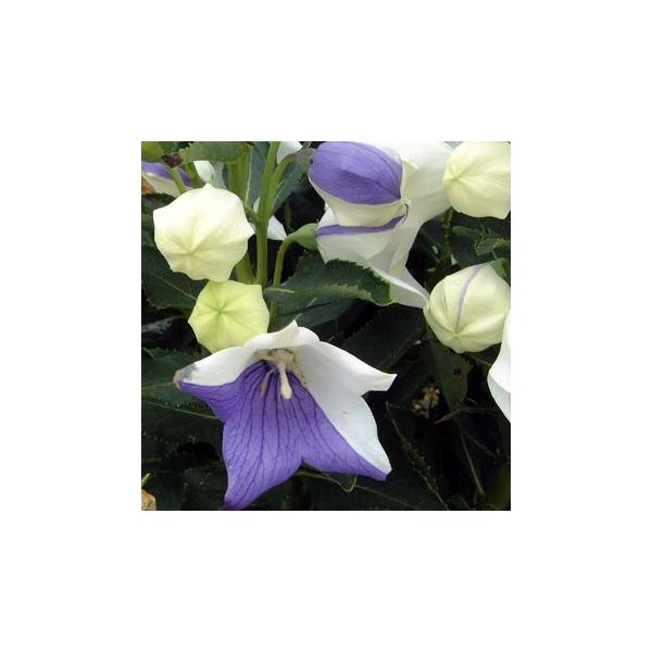 アポイギキョウは、小型の桔梗で、ロックガーデンや鉢植え、日向の花壇などに向きます。こちらは絞り咲き品種の実生品で、くっきりとした絞り模様が夏のガーデンを引き立てます。絞りの出方には個体差があり、年によっても出方はかわります。