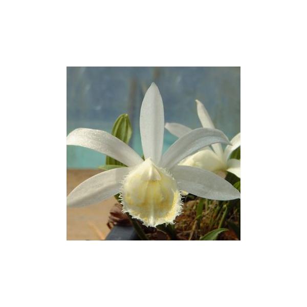 カトレアのような美しい花を咲かせるランの仲間で、耐寒性があり、積雪の多い地域ではひと工夫すれば戸外で越冬できる山野草です。「白花台湾大輪トキソウ（プレオネ・フォルモーサ・アルバ）」は台湾大輪トキソウの白花品種です。