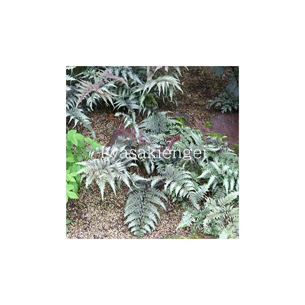 日本に広く自生するイヌワラビの変種。様々な葉模様があり日本をはじめ世界でも様々な個体が選別されています。耐寒性もありシェードガーデンにおすすめです。ニシキシダ・バーガンディレースは葉模様が季節により赤色へ変色して楽しめます。