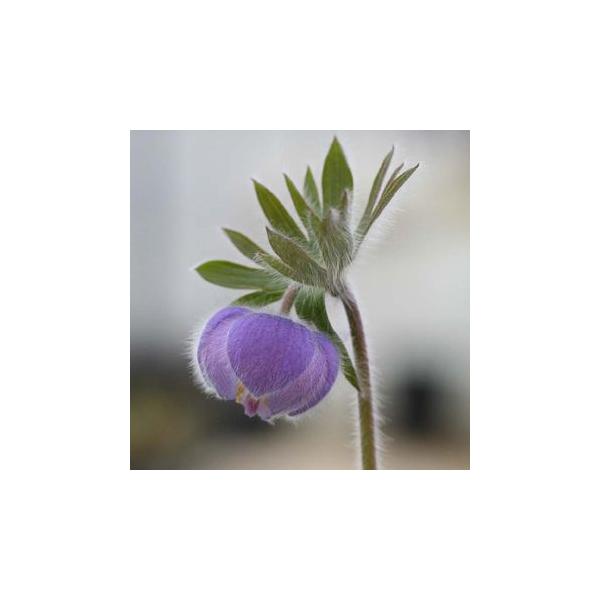 「ルイコフイチゲ」は絹毛に覆われた青紫色の花を咲かせるオキナグサの仲間で、花はうつむいて平開せず、気品のある花姿です。「ヒトツバオキナグサ」「カシポオキナグサ」と並ぶ、三大オキナグサの一つです。樺太に分布します。※こちらは3寸ポット苗の販売...