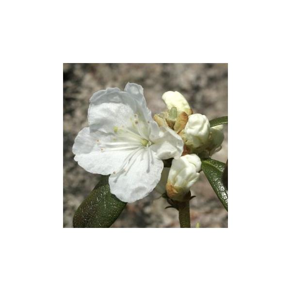 白花タンナゲンカイツツジ 2.5寸苗 : 岩崎園芸ネットストア Yahoo店