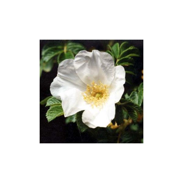 白 ナス 苗の人気商品 通販 価格比較 価格 Com