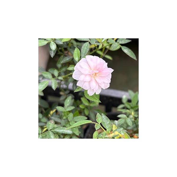 姫バラ「姫乙女」は花弁全体が淡桃色で柔らかいクラシカルな八重咲きタイプです。線は細く盆栽や寄せ商材としても最適な姫バラです。