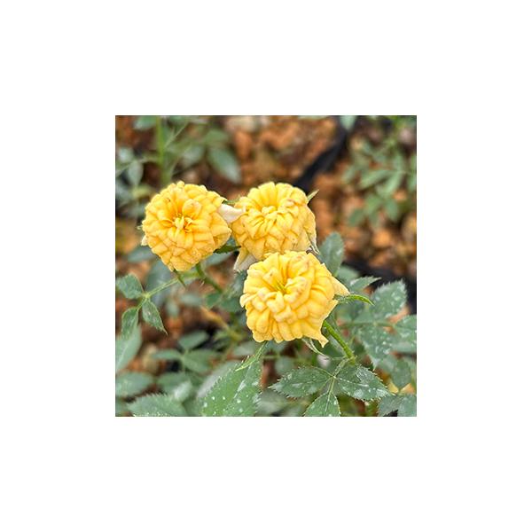 姫バラ「黄金姫(こがねひめ)」は濃黄色の八重咲のタイプです。線は細く盆栽や寄せ商材としても最適な姫バラです。