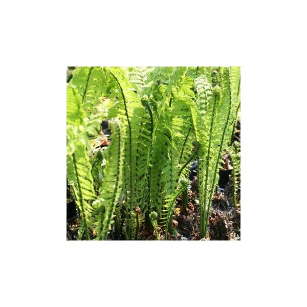 こごみは春の高級山菜のひとつです。名前の由来は、若芽が巻いている姿を、人がこごんでいる（しゃがむ）姿に見立てたもの。また、別名の「クサソテツ」は大きく四方に開いた葉がソテツに似た印象を与えることから来ています。食材としてはもちろん、葉姿が美...