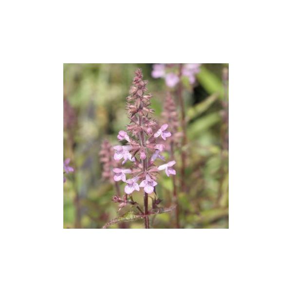 チョロギはくるくると捻れたような面白い形の塊茎をもつ山菜です。「長老喜」「千代老木」などおめでたい漢字が当てはめられ縁起物としてお正月料理などに並びます。語源は朝鮮語でミミズを意味する「チョロイ」から来ています。夏に咲く小さなピンクの花も可...