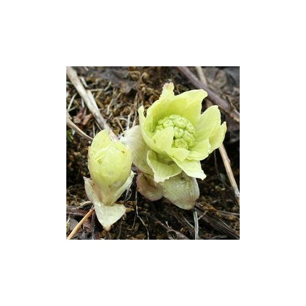 ふきのとうはフキの花の部分で、雪解けとともに顔を出す春の風物詩でもあります。すこし苦味をもったクセのある味が春の訪れを感じさせてくれます。フキノトウにはビタミンEが豊富に含まれ、フキノール酸、ケンフェロール、アルカロイドなどのポロフェノール...