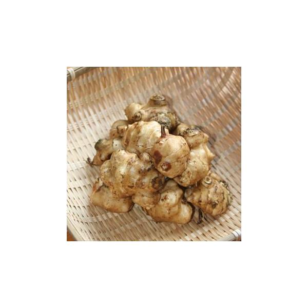 キクイモは、菊のような黄色い花を秋に咲かせ、塊茎が太く芋のようになることから「菊芋」と名づけられました。血糖値を下げる注目の成分「イヌリン」が多く含まれています。※4枚目の画像は、休眠期の苗の参考画像です。地上部の無い状態でのお届けとなります。