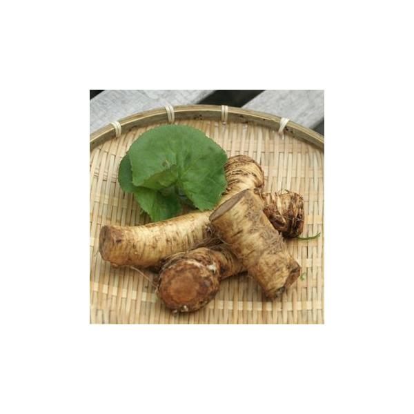 ワサビのような辛味を持ち、大根のように太い根を持つことから「ワサビ大根」いう名がつきました。ピリリと辛いので、ご飯のお供にぴったり。粉ワサビの原料にも利用されます。ヨーロッパから明治時代に食用として渡来したもの。別名「ホースラディッシュ・西...