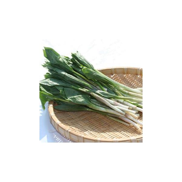 葉を茹でたときに、あずきのような香りがすることから、アズキ菜と呼ばれます。とても食べやすい山菜です。別名の「雪笹」は花の姿が雪の結晶または粉雪のように見えて、葉は笹に似ていることから。食用に出来るほか、花もきれいなのでシェードガーデンにも素...