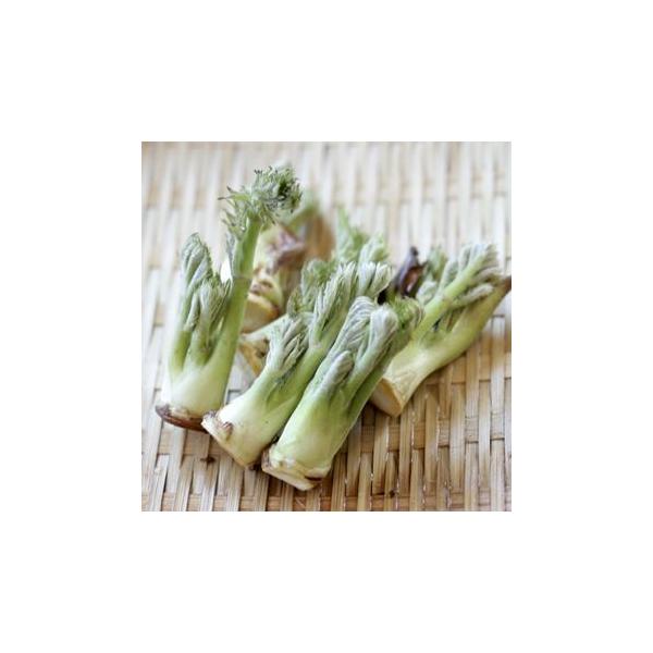 春を代表する山菜で、新芽は「タランボ」「タラノメ」などと呼ばれ親しまれています。名前の由来は、元々は「太郎の木」と呼ばれていたらしく、それが転訛されて「タラノキ」と呼ばれるようになったと言われています。ミネラル・カロテン・タラリン