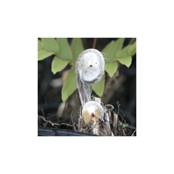 ぜんまいはポピュラーな山菜のひとつです。山菜ご飯や、山菜そば、お浸しなどに良く利用されます。日本全国の山野に生え、春先に綿毛に包まれたらせん状の芽を伸ばしてきたところを収穫します。葉が開くと羽状の黄緑色をしており、シェードガーデンや切花に使...