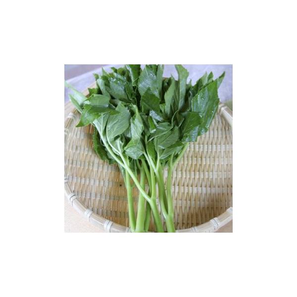 「明日葉（あしたば）」は葉を摘んでも翌日にはまた次の葉が出るという程の生命力からつけられた名前で、紀伊半島・房総半島・伊豆諸島・などに分布する日本原産の植物です。春〜夏にかけて若芽を摘んで食用にします。ミネラルやビタミン、キサントアンゲロー...