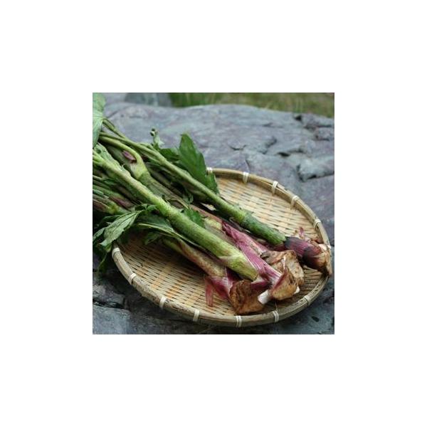 春を代表する山菜のひとつです。ウドの名前の由来は、風も無いのに自分から動いて見えることから「独活」または、「動く」が訛って「ウド」と呼ばれるようになったといわれます。動くに関連した語源は成長が早く、3ｍぐらいになることから来ているのでしょう...