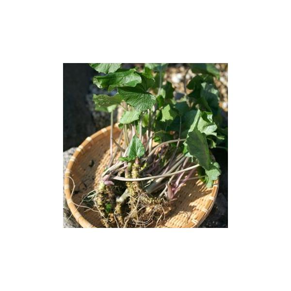 薬味としてお寿司や蕎麦に欠かせない日本のハーブの代表です。ワサビの語源は様々ですが、「ワサ」は鼻に走る辛さを表現しており、「走る」を意味する「ワシル」と関連付け、「ビ」は実の転じたものというのが一説にあります。鼻にツンとくる香りがたまらない...