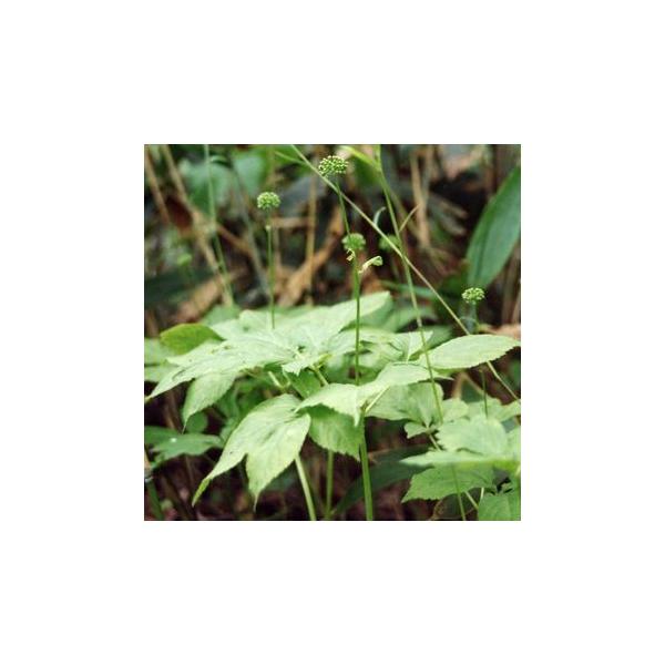 葉がトチノキの葉に似ていて、根茎部分が人参のような形をしていることから「トチバニンジン」という名前がつけられたウコギ科の多年草で、夏に咲く花は小さく目立ちませんが、秋には赤い実が球状につき、美しい。サポニン、バナキサジオールを含みます。